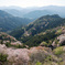 山桜