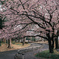 河津桜