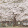 桜の木の下で