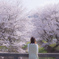 桜咲く
