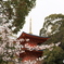桜と三重塔