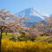青と黄色と桜色