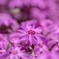 芝桜