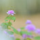 ふんわりピンク