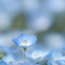 Nemophila