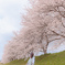 桜風