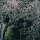 森山神社のしだれ桜 2