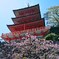 桜と那智山青岸渡寺三重塔