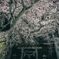 森山神社のしだれ桜 3