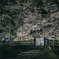 永養寺の桜 1