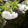 八重桜