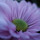 菊の花