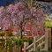 岐阜公園　桜