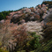 吉野山の桜