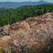 吉野山の桜