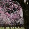 古刹の桜ーⅠ