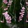 古刹の桜ーⅢ