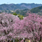 古刹の桜ーⅤ