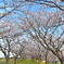 桜アーケード