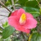 花便り　椿　侘助