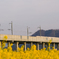 福井県 菜の花と新幹線