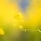 菜の花