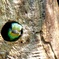 ゴシキドリ（五色鳥）の営巣