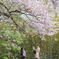 桜の下で
