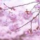 高遠城跡桜祭り#1
