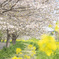 桜と菜の花