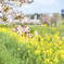 桜と菜の花