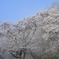 雲海桜