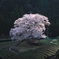 一本桜