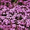 The Temptation of Moss Phlox