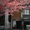 河津桜