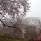 春雨桜