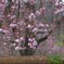 桜の雫