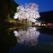 苗代の桜