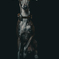 Italian Greyhound