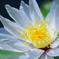 熱帯の花