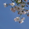 青に桜
