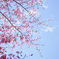 松本歯科大学の桜