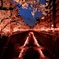 目黒川の桜・FAINAL