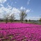 芝桜