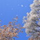 桜舞う