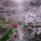 桜の花の散る頃に