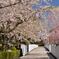 桜花小路