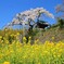 春がいっぱい(地蔵禅院2011)