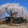春がいっぱい(本満寺2011)