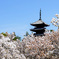 御室桜